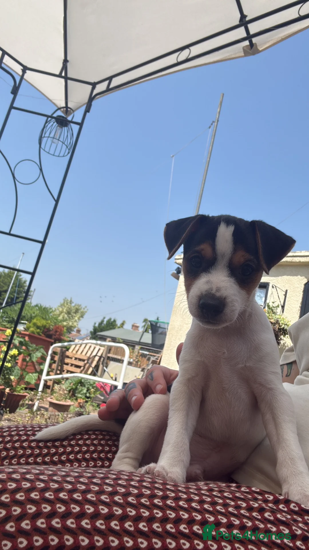 Jack Russell dogs for sale: 9 week old Jack russel male puppy  in Gravesend - Advert 7