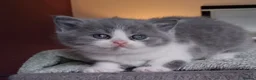 British Shorthair cats for sale: BRITISH SHORTHAIR  - Advert 2