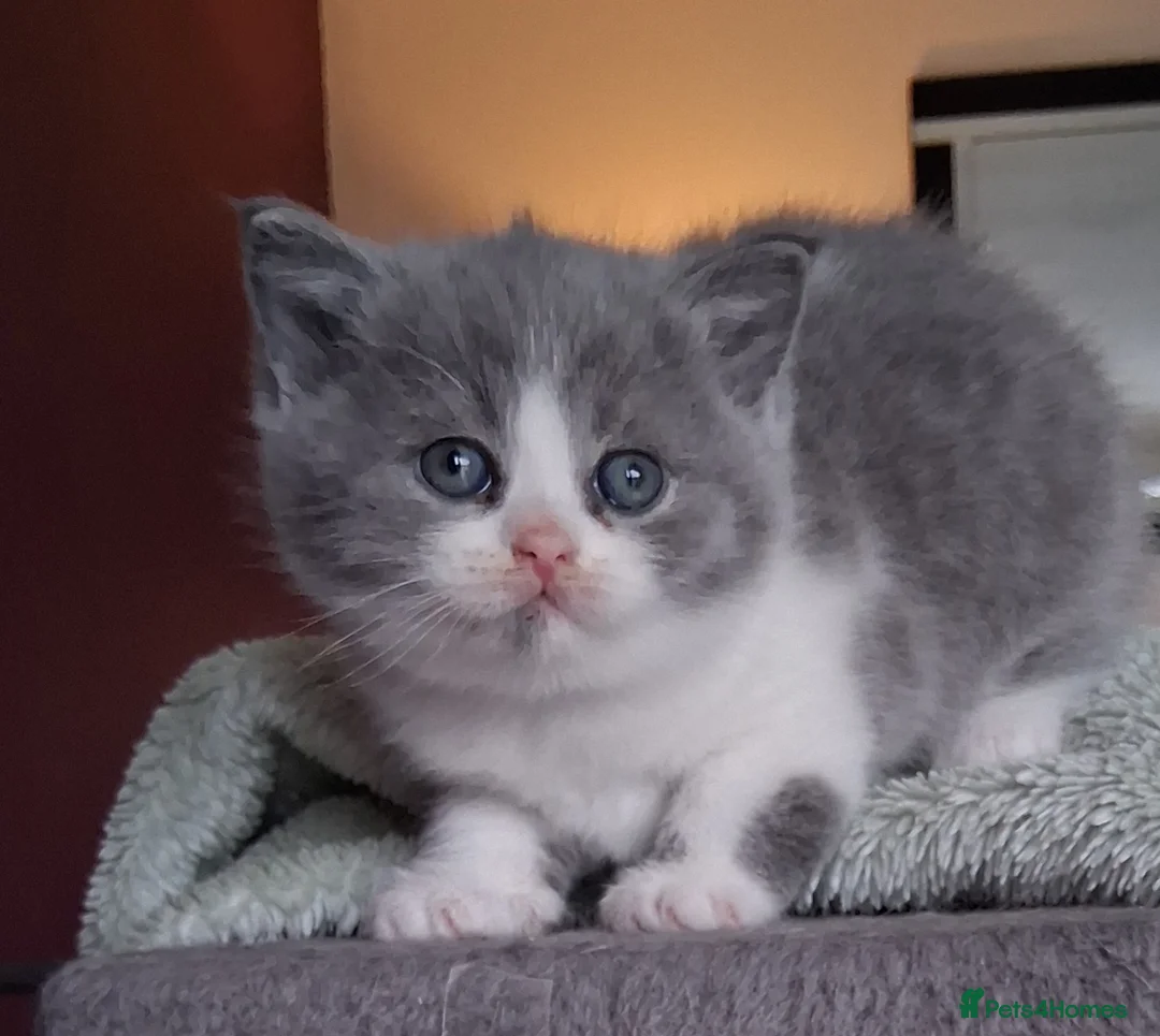 British Shorthair cats for sale: BRITISH SHORTHAIR  - Advert 2