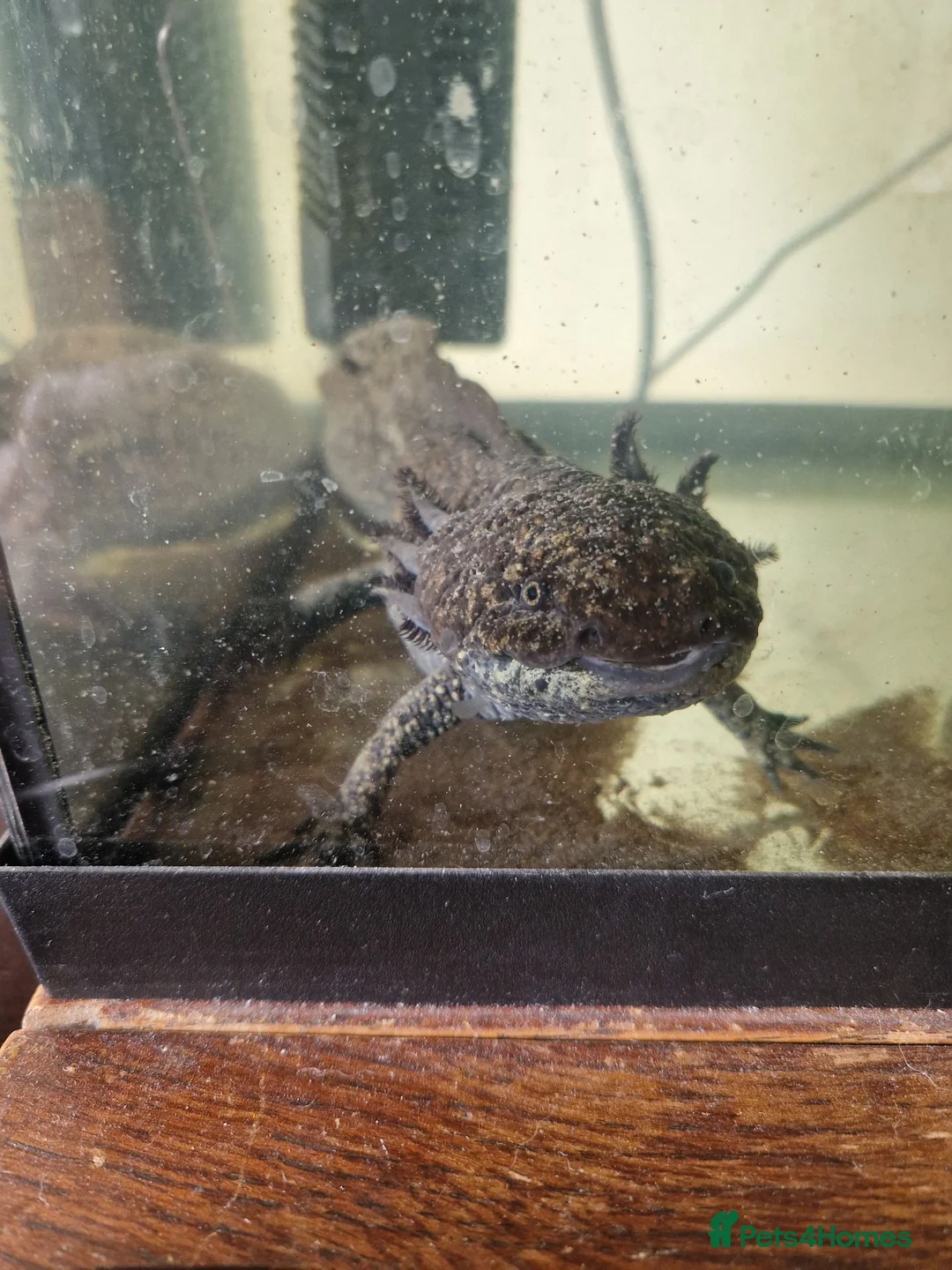 Axolotl reptiles for sale: Male axolotl for rehoming - Advert 3