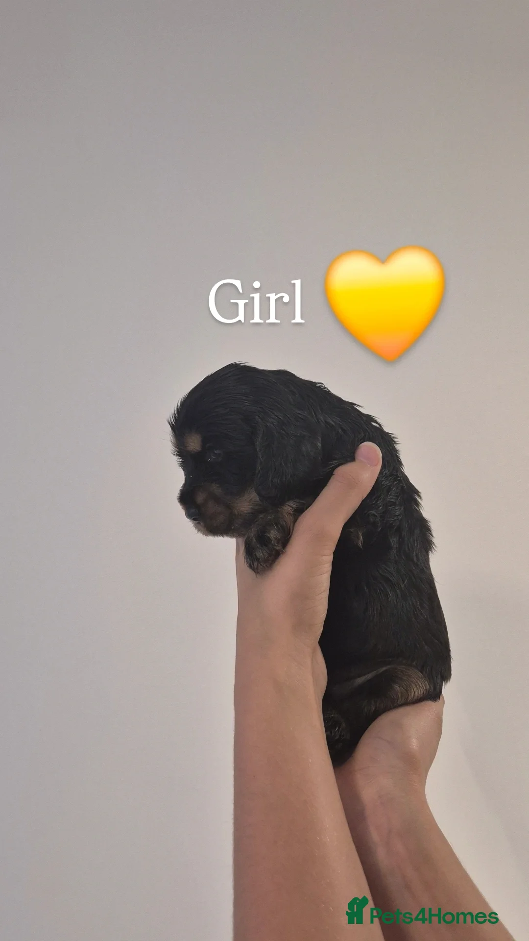 Cocker Spaniel dogs for sale: Kc show cocker spaniel puppies - Image 2