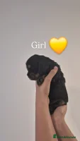 Cocker Spaniel dogs - Advert 5