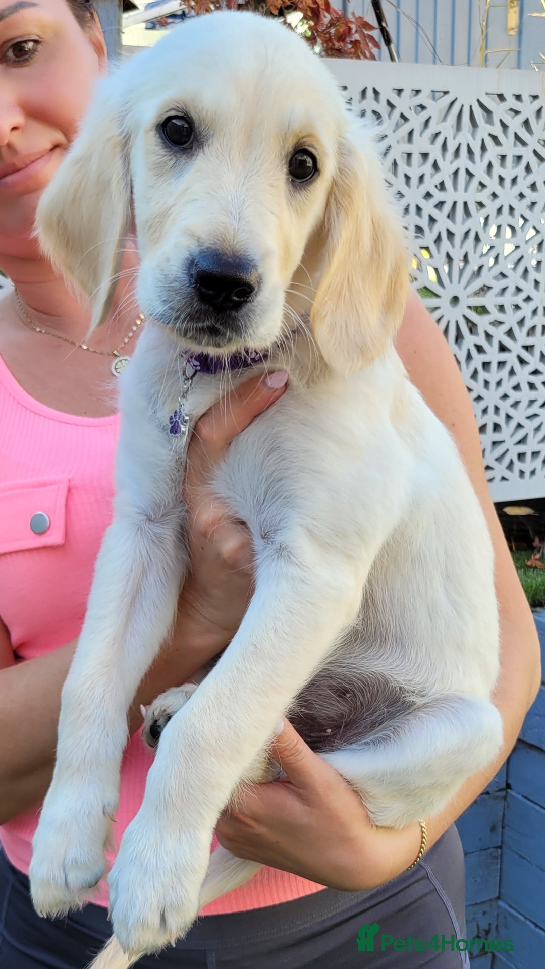 Golden Retriever dogs for sale: READY NOW Stunning Golden Retriever PUPPIES-3 LEFT - Image 27