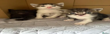 Mixed Breed Kitten 2