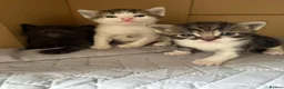 Mixed Breed cats for sale: 3 Kittens for sale  - Advert 3