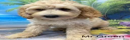 Labradoodle dogs for sale:  Standard Labradoodles multi generational  - Advert 10