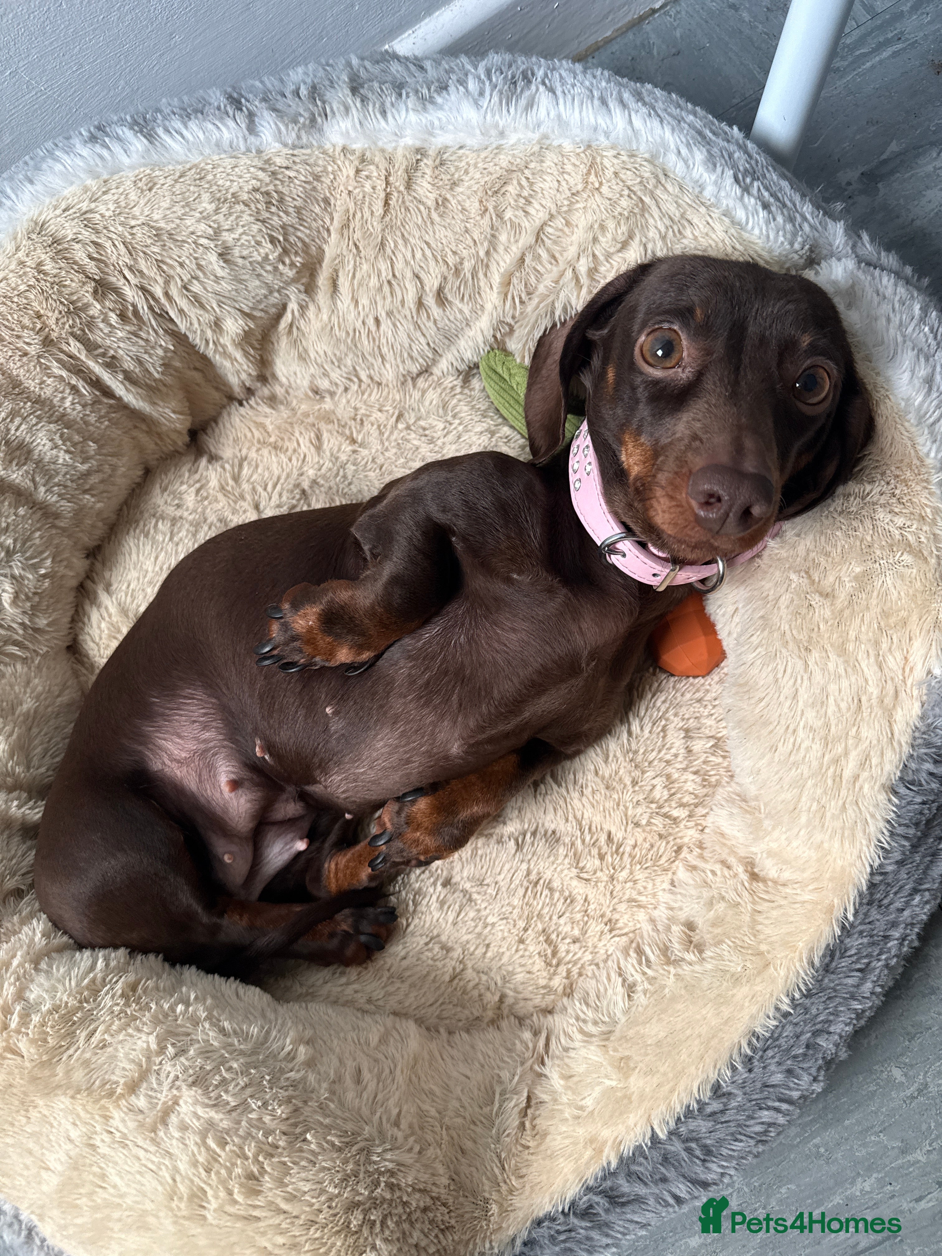 Miniature Dachshund dogs Miniature Dachshund  - Advert 4