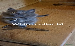 Maine Coon cats for sale: Maine coon kittens  - Image 4