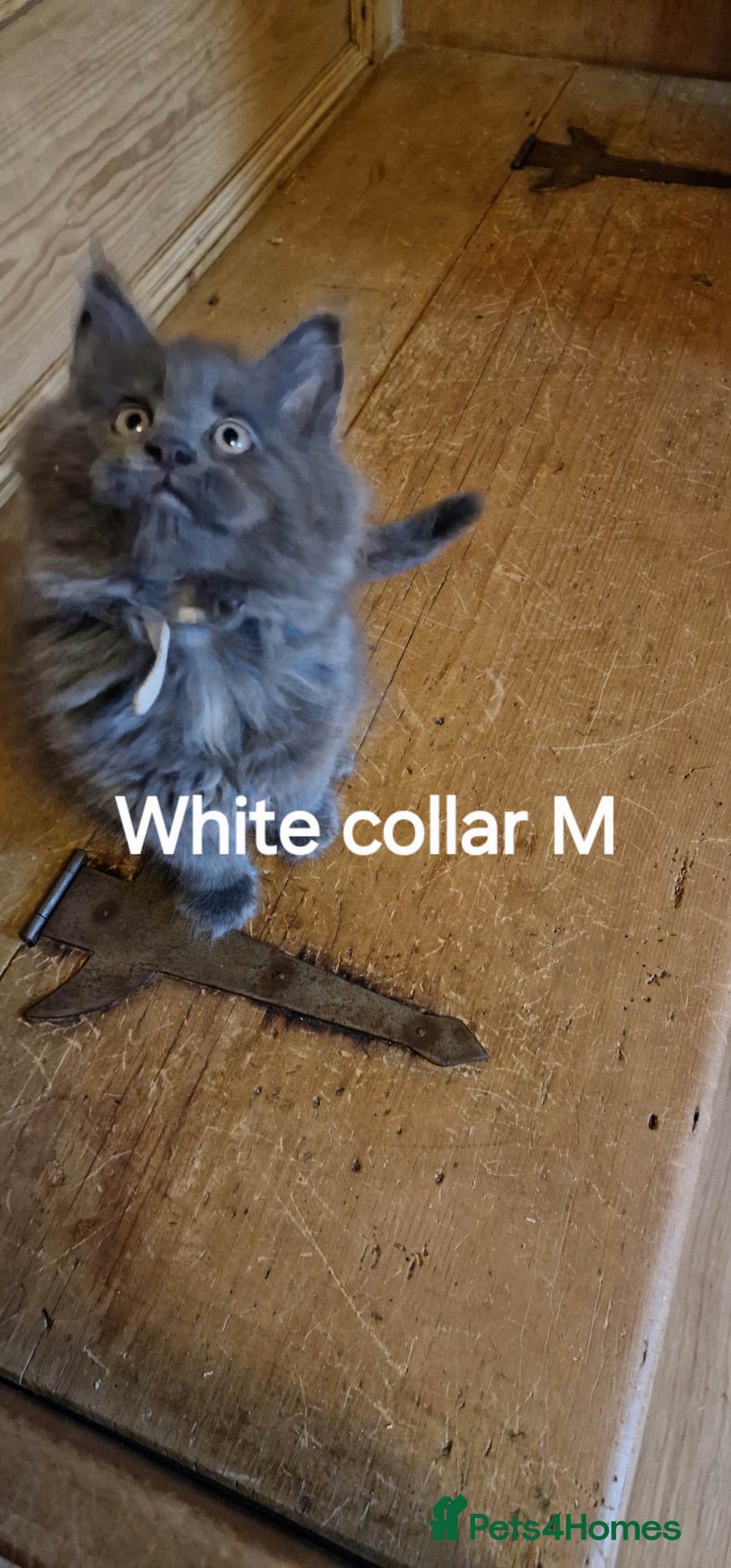 Maine Coon cats for sale: Maine coon kittens  - Image 4