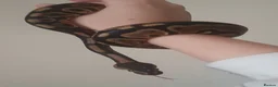Snake reptiles for sale: Stunning Female Leopard Ball Python - Advert 10