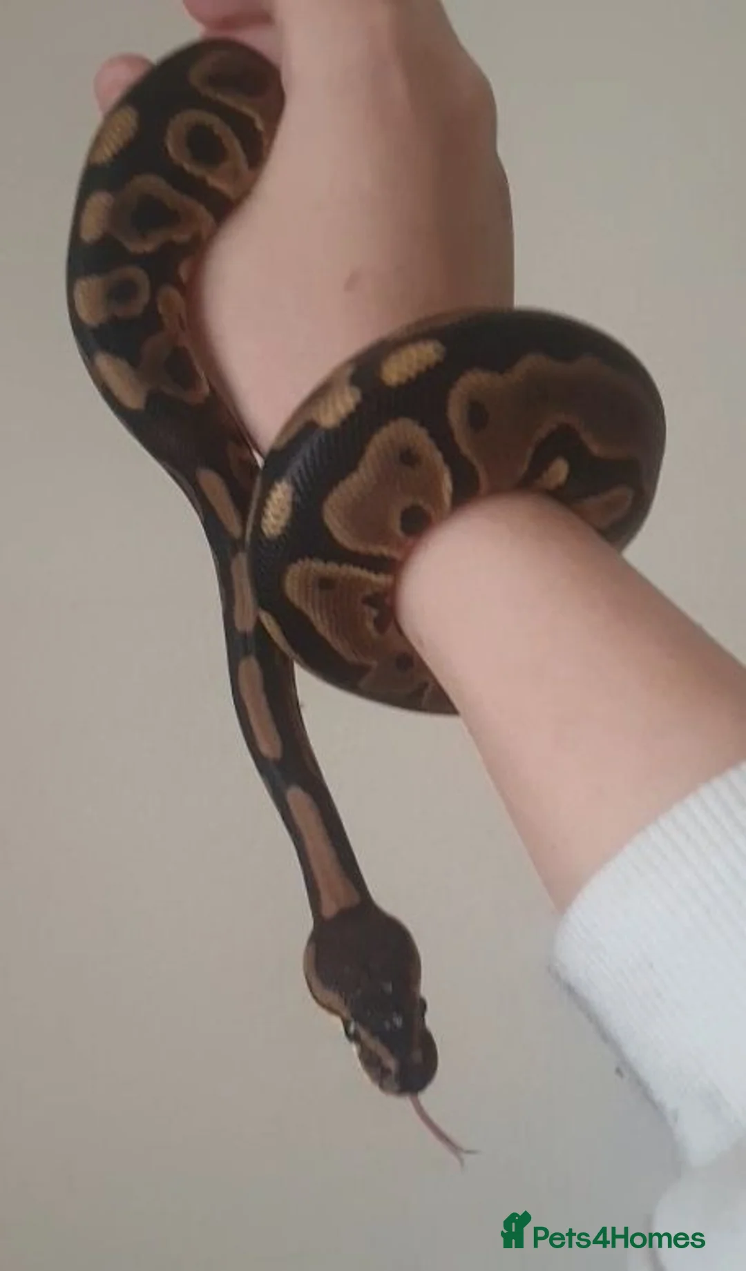 Snake reptiles for sale: Stunning Female Leopard Ball Python - Advert 10