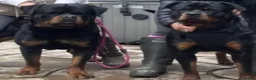 Rottweiler dogs for sale: Kc rottweiler male pup - Advert 5