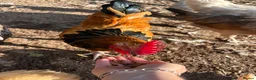 Chickens poultry for sale: Beautiful Buff Sussex Rooster - Advert 2