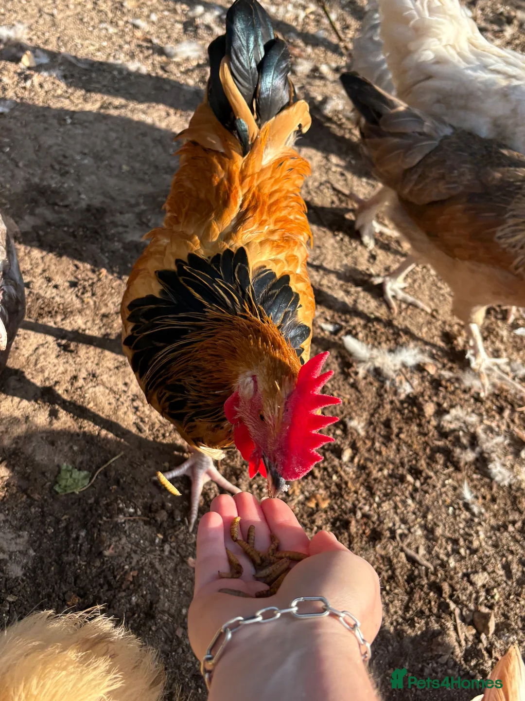 Chickens poultry for sale: Beautiful Buff Sussex Rooster - Advert 2
