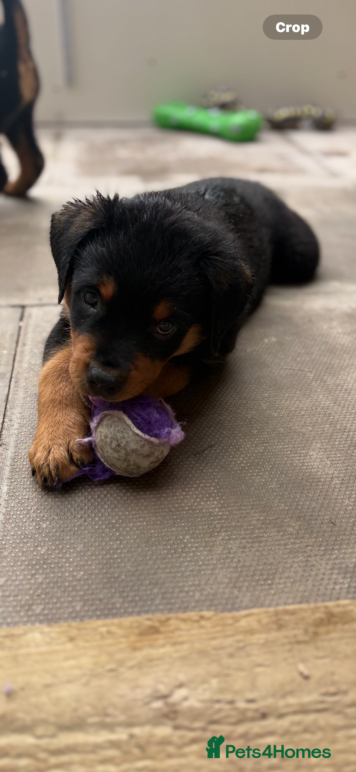 Rottweiler dogs Rottweiler puppies - Advert 3