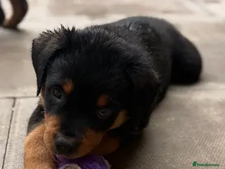 Rottweiler dogs Rottweiler puppies - Advert 3