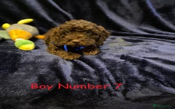 Cockapoo dogs for sale: Chocolate Cockapoo Puppies - PRICE REDUCED - Image 8