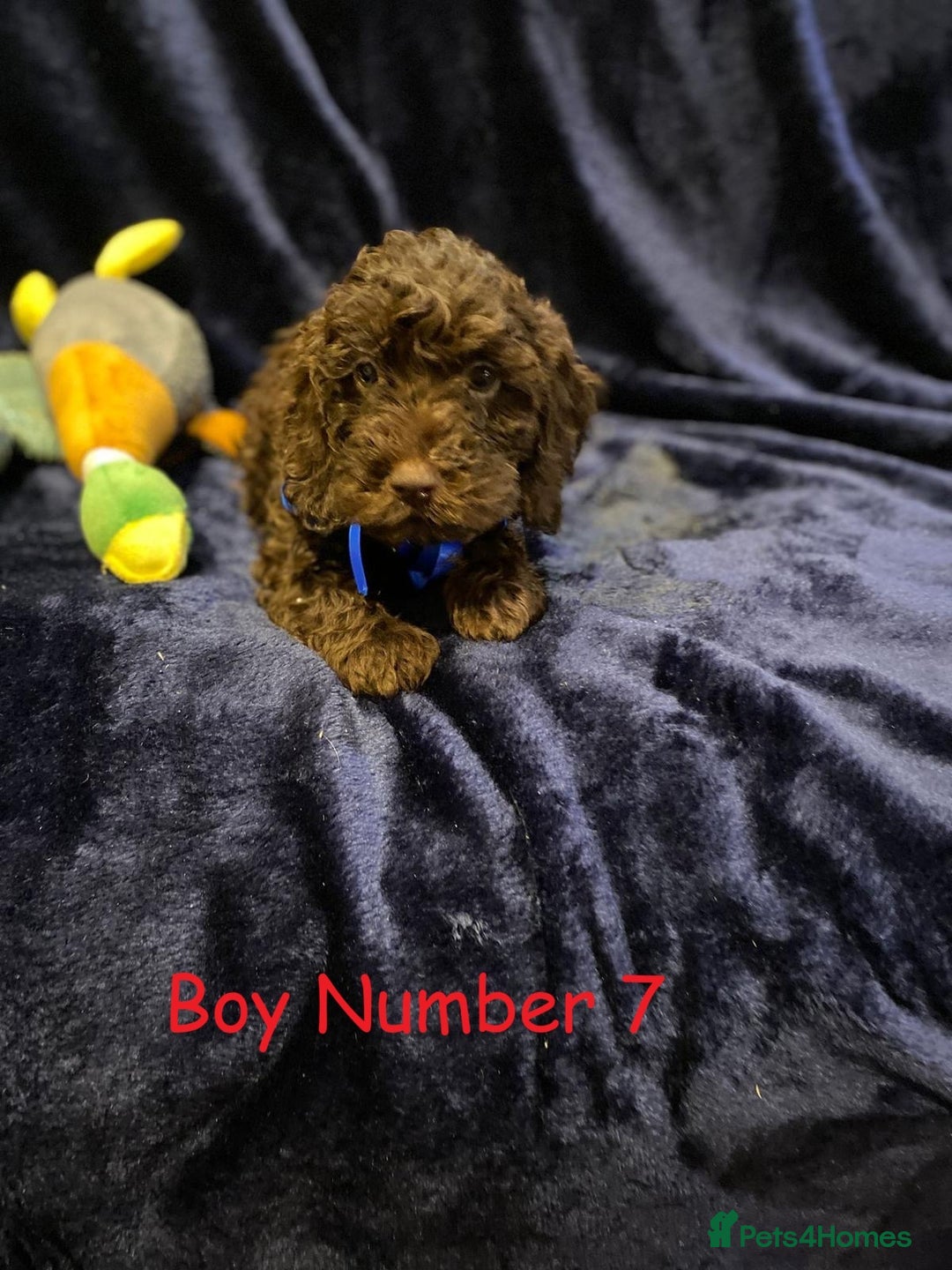 Cockapoo dogs for sale: Chocolate Cockapoo Puppies - PRICE REDUCED - Image 8