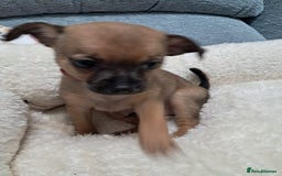 Chihuahua dogs for sale: Chihuahua puppies for sale  - Advert 6