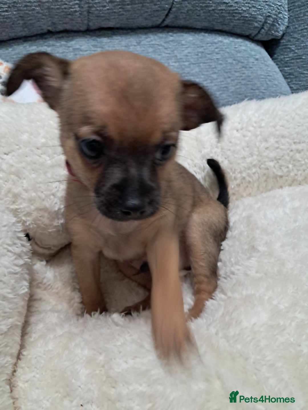 Chihuahua dogs for sale: Chihuahua puppies for sale  - Advert 6