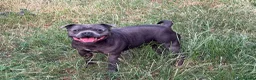 Staffordshire Bull Terrier dogs for sale: Solid Blue staffs short & stocky Type  - Advert 11