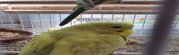 Budgerigars birds for sale: Beautiful Baby Budgies - Advert 8
