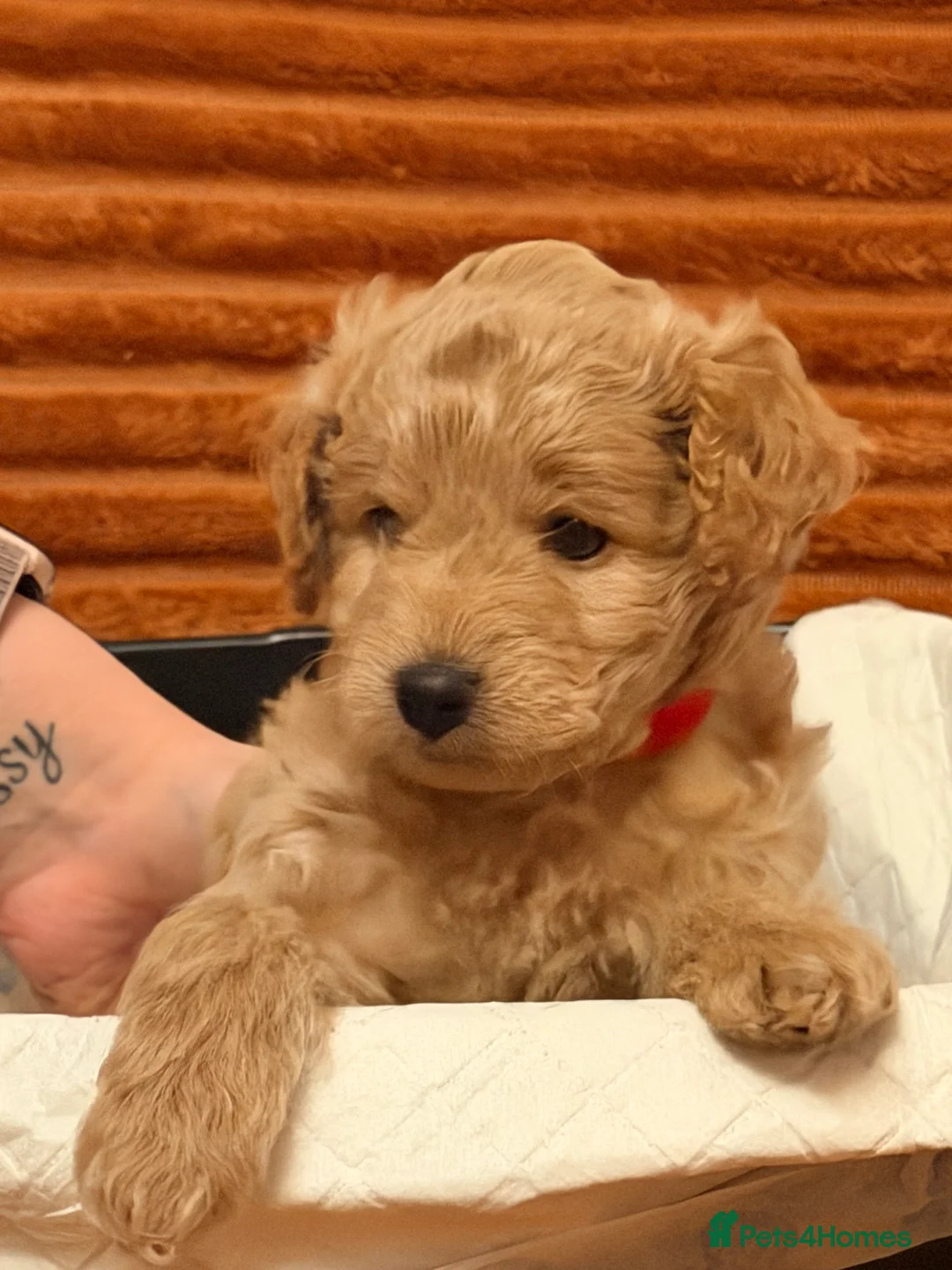 Cockapoo dogs for sale: Five Cockapoo all female  - Advert 5