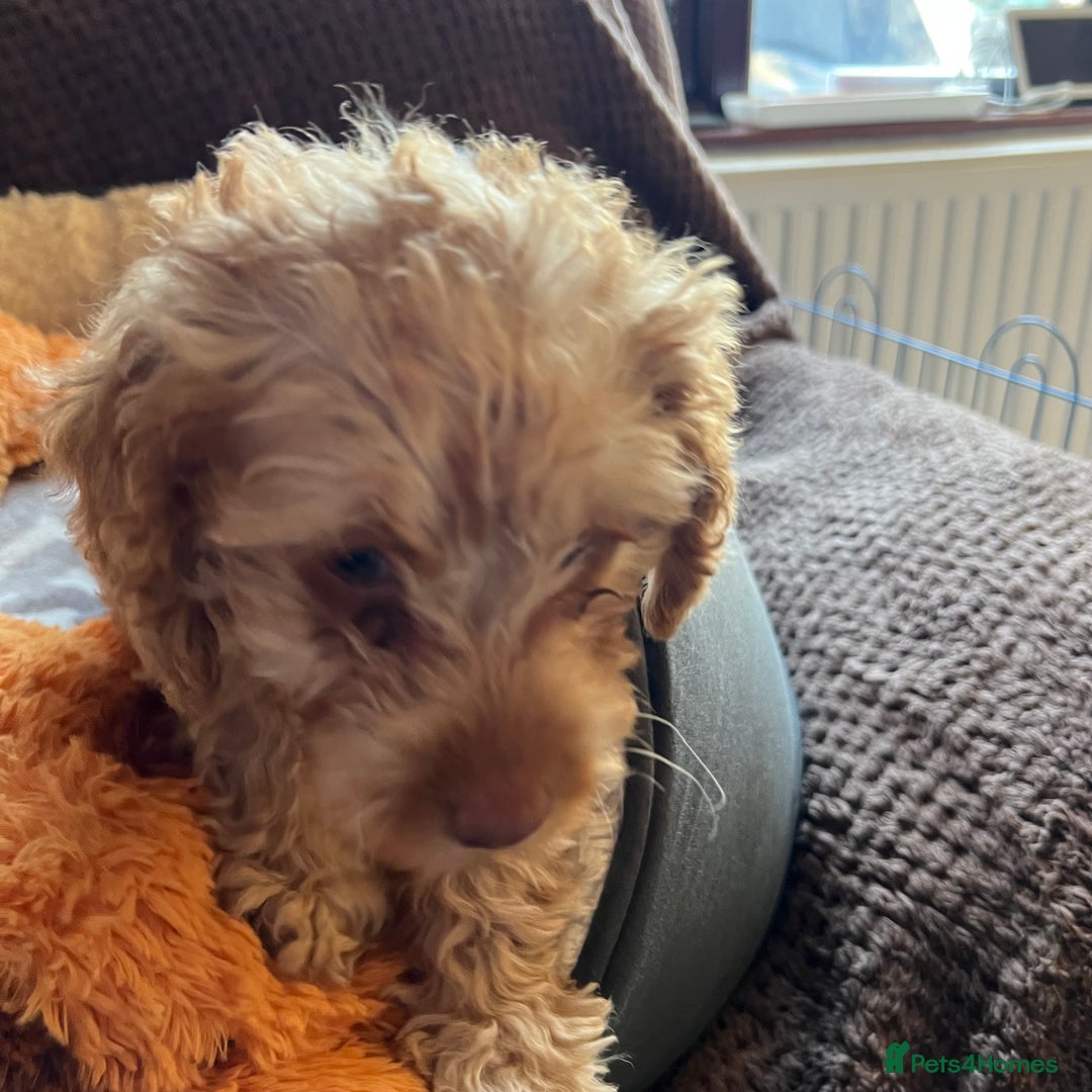 Mixed Breed dogs for sale: F1b Australian Labradoodle  - Advert 28