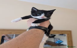 Mixed Breed cats for sale: 7 kittens ready for their forever home - Image 5