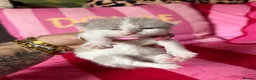 British Shorthair cats for sale: Champion Line British Shorthair Kittens 😻🥇🏆🐾 - Advert 7