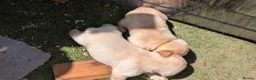 Labrador Retriever dogs for sale: Labrador Retriever amazing puppies to take home - Advert 7