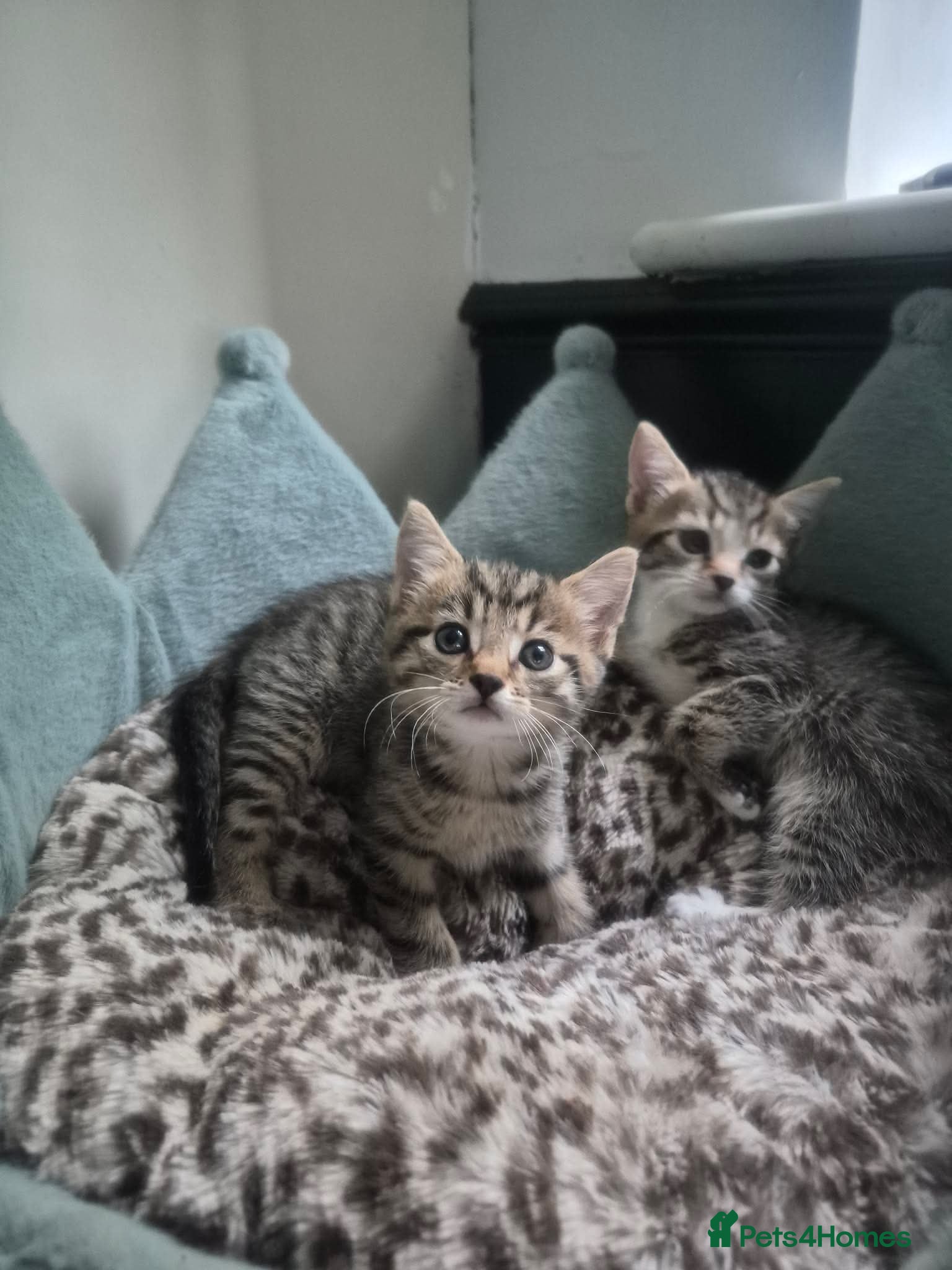 Mixed Breed cats 2 kittens ready for new home - Advert 8
