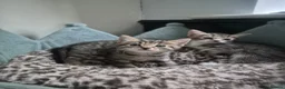 Mixed Breed cats for sale: 2 kittens ready for new home in Dudley - Advert 1