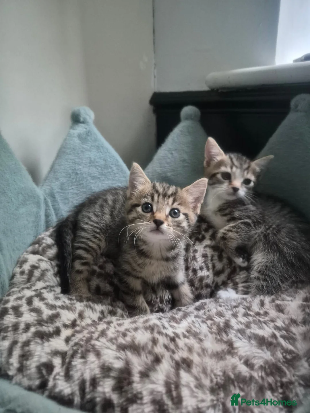 Mixed Breed cats for sale: 2 kittens ready for new home in Dudley - Advert 1