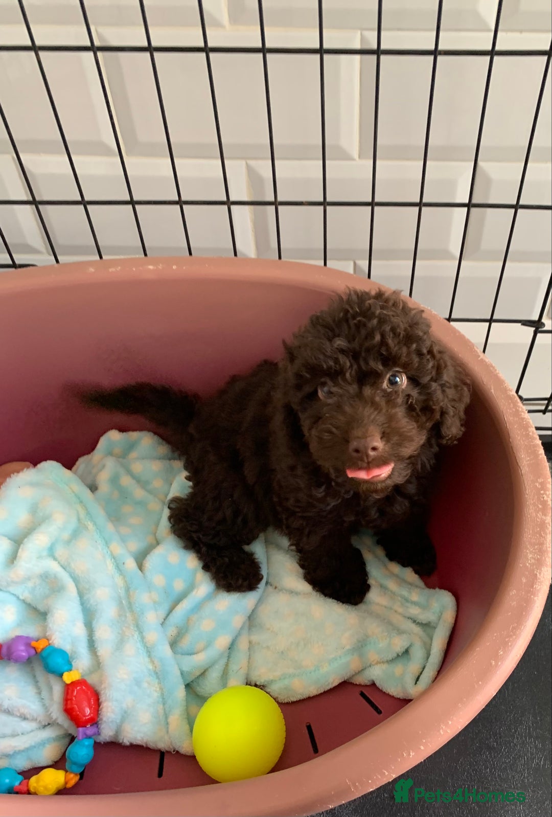 Cockapoo dogs for sale: F1b Cockapoo puppies !! health tested parents !! - Image 7
