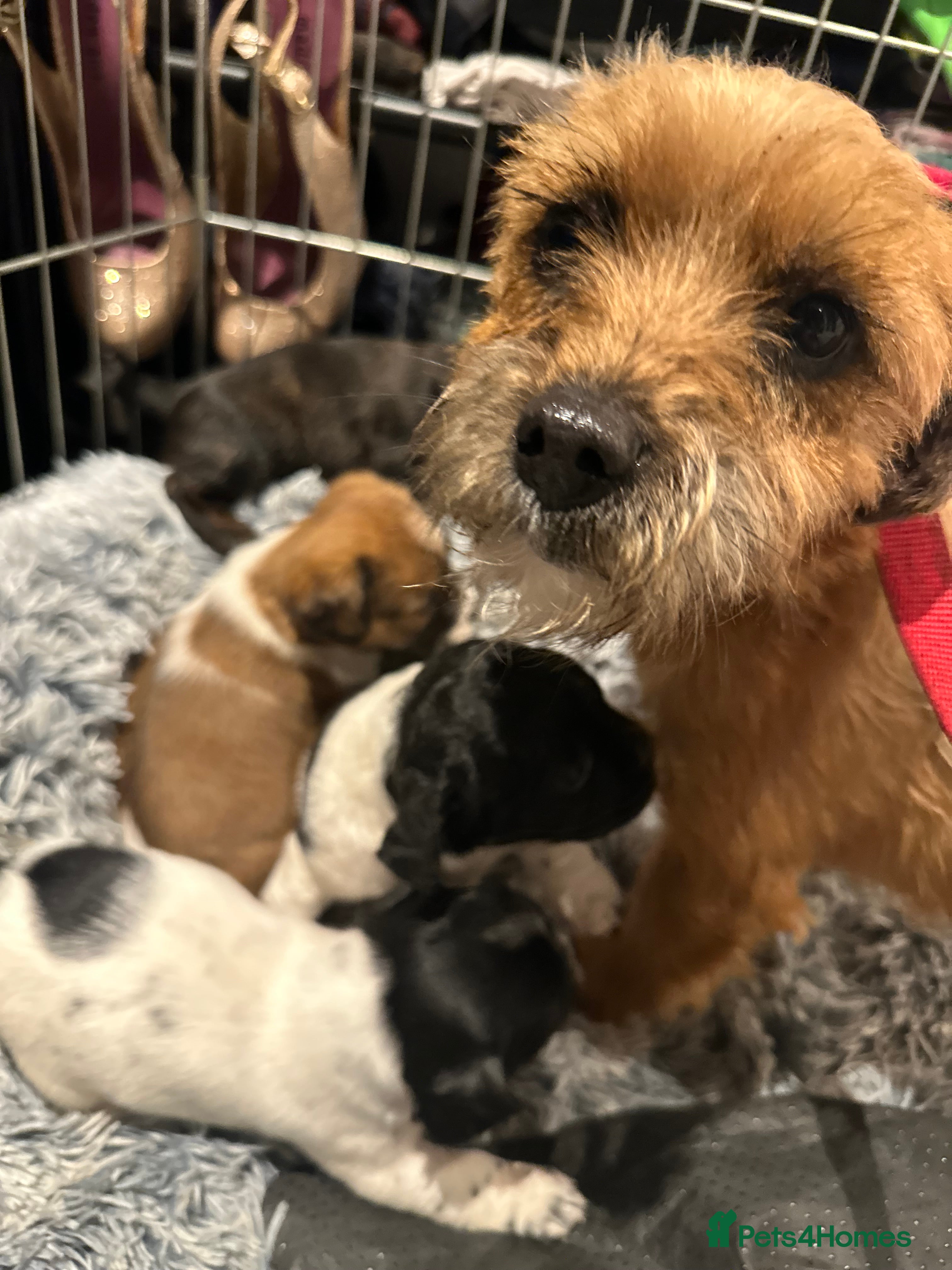 Mixed Breed dogs Border terrier x jack Russell pups - Advert 15