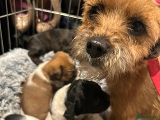 Mixed Breed dogs Border terrier x jack Russell pups - Advert 9