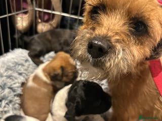 Mixed Breed dogs Border terrier x jack Russell pups - Advert 12