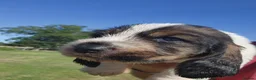 Basset Griffon Vendeen dogs for sale: Griffon grand bassets  - Advert 3