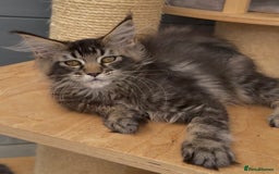 Maine Coon cats for sale: XL maine coon kittens Russia bloodlines Ready Now in Spalding - Image 14