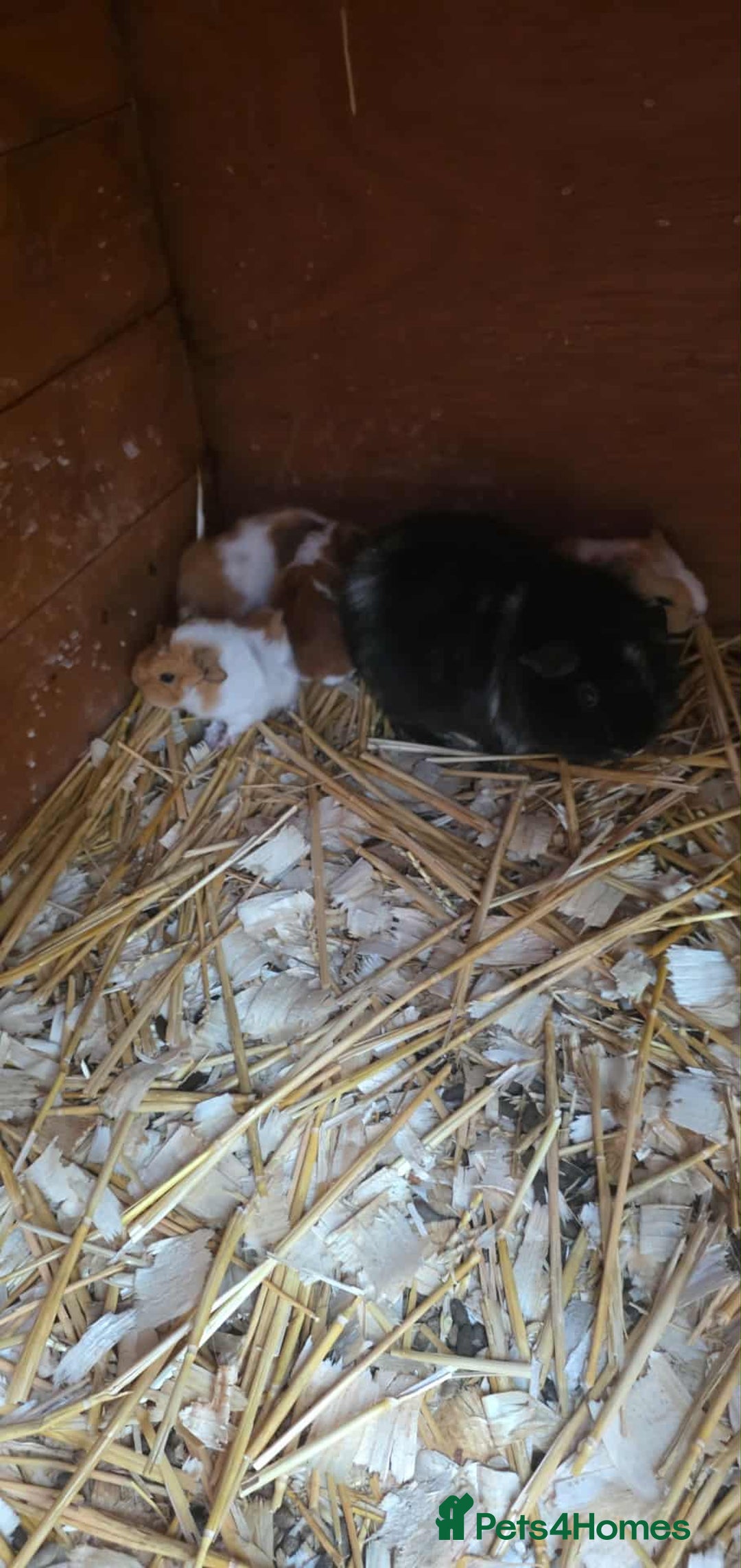 Guinea Pig rodents for sale: Male and female guinea pigs - Advert 3