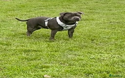 Staffordshire Bull Terrier dogs for sale: Floyd & Sky - Image 4