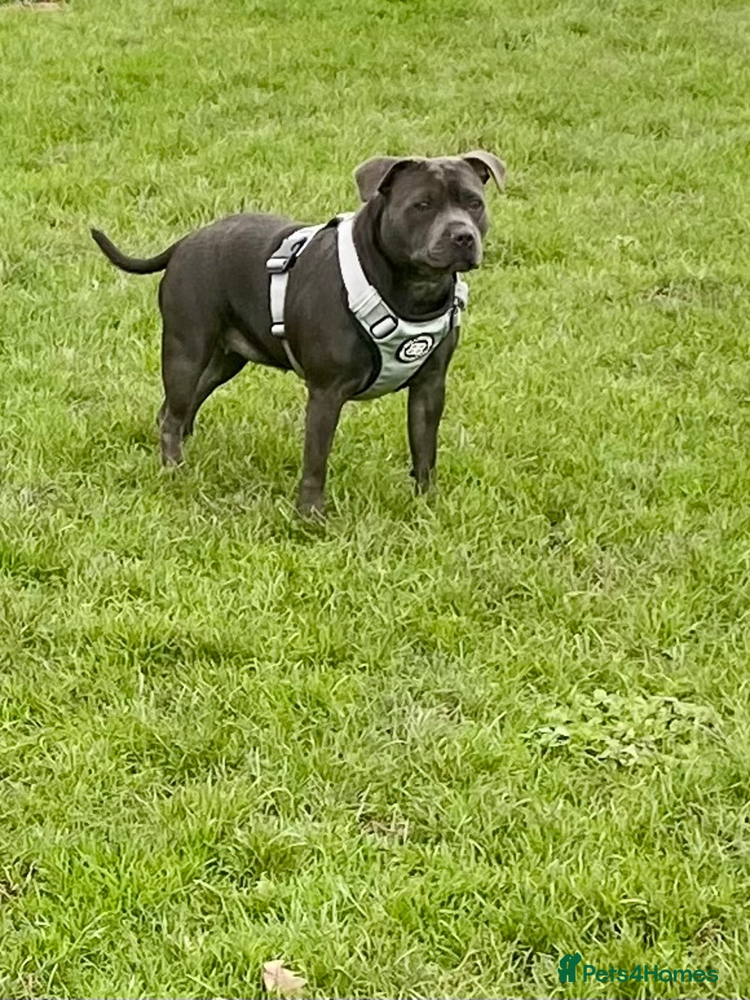 Staffordshire Bull Terrier dogs for sale: Floyd & Sky - Image 4