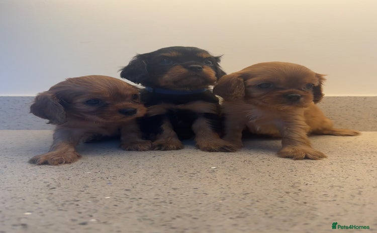 Cavalier King Charles Spaniel dogs - Advert 4