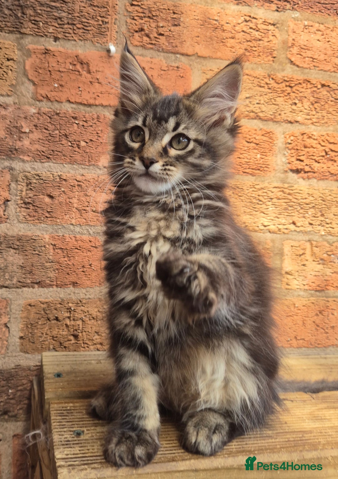 Maine Coon cats for sale: Beautiful Maine Coon kittens - Image 9
