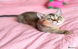 Scottish Fold cats for sale: Pedigree Kitten girl looking for a family  - Image 11