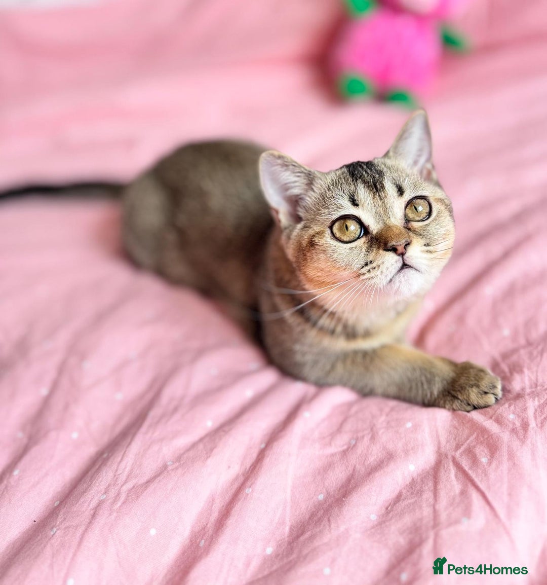 Scottish Fold cats for sale: Pedigree Kitten girl looking for a family  - Image 11