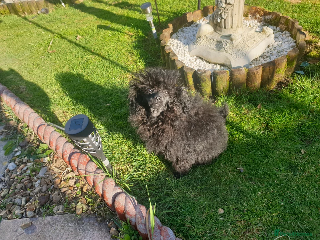 Toy Poodle dogs for sale: Gorgeous KC Toy Poodle Puppy Girl For Sale - Advert 1
