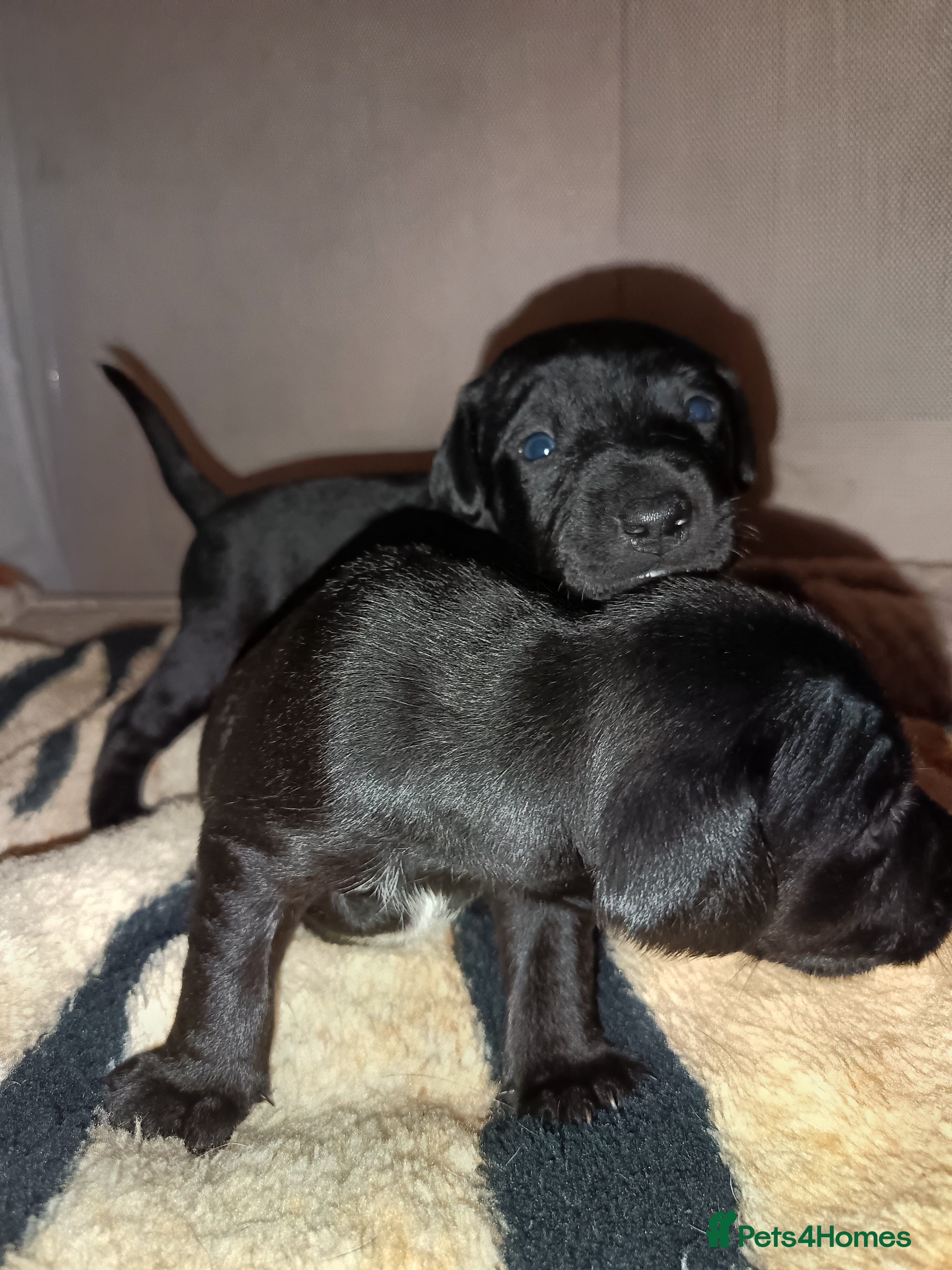 Patterjack dogs Stunning litter of puppies for sale  - Advert 2