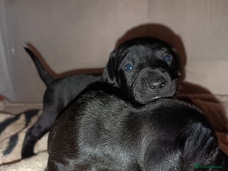 Patterjack dogs Stunning litter of puppies for sale - Advert 2